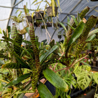 Bromeliad Neoregelia ampullacea Grayson