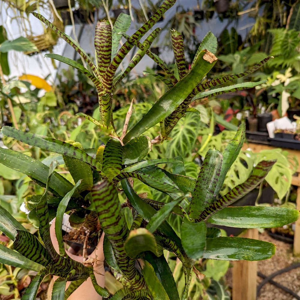 Bromeliad Neoregelia ampullacea Grayson
