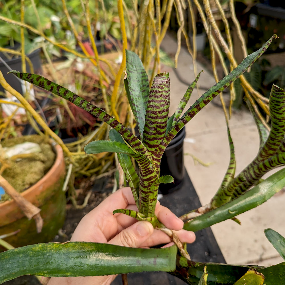 bromeliad snake plant Bromeliad Neoregelia ampullacea Grayson – Carnivero