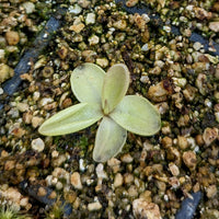 Pinguicula moranensis 'Superba'