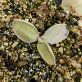  Pinguicula moranensis 'superba' butterwort, Butterwort, carnivorous plant, gnat eating plant, beginner plant, fungus gnat eating plant, easy to grow, ping, Mexican butterwort, ping plant.