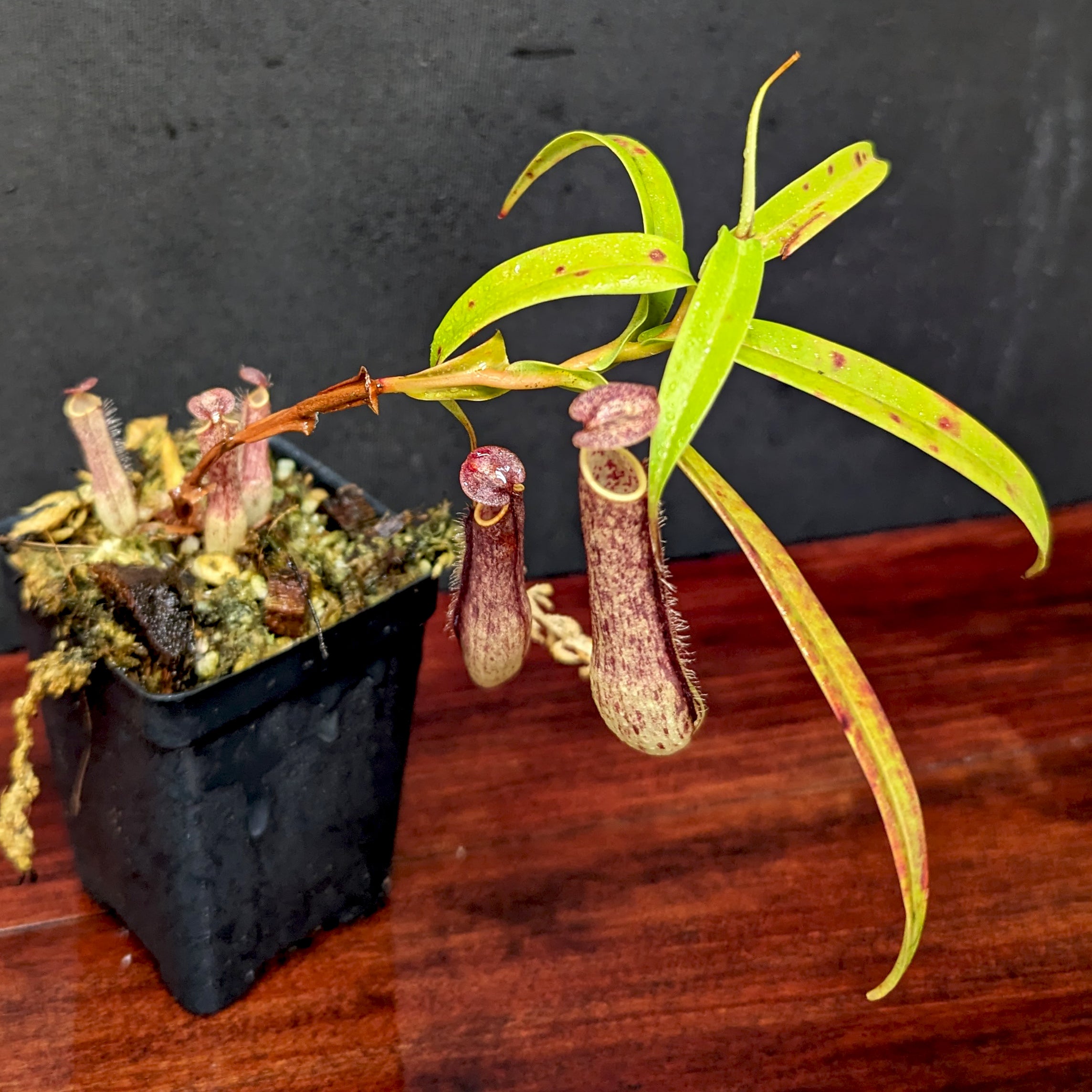 Nepenthes gracilis Giant x Kalimantan – Carnivero