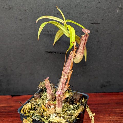 Nepenthes gracilis Giant x Kalimantan young plant with lime green leaves and burgundy pitchers in a small pot