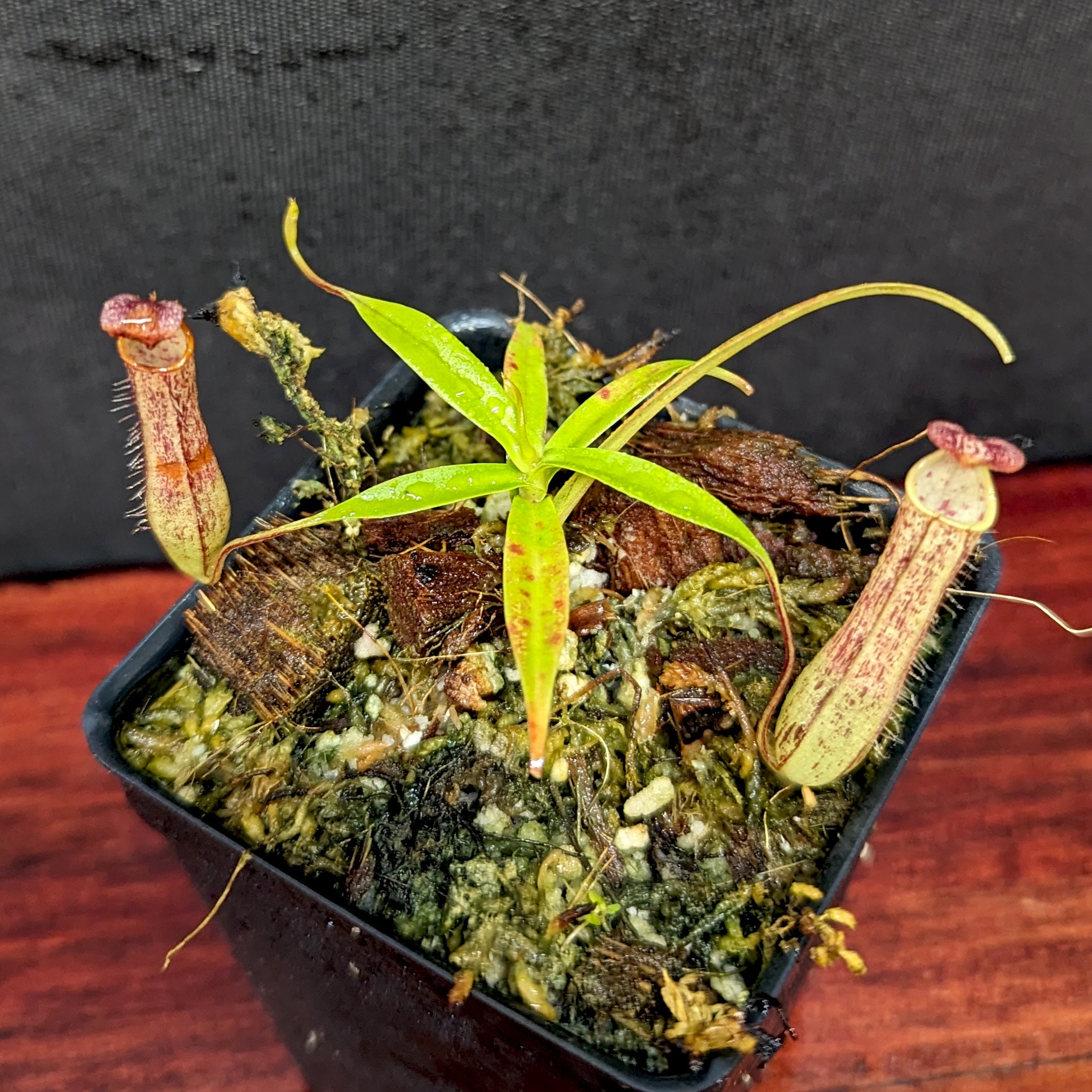 Nepenthes gracilis Giant x Kalimantan – Carnivero