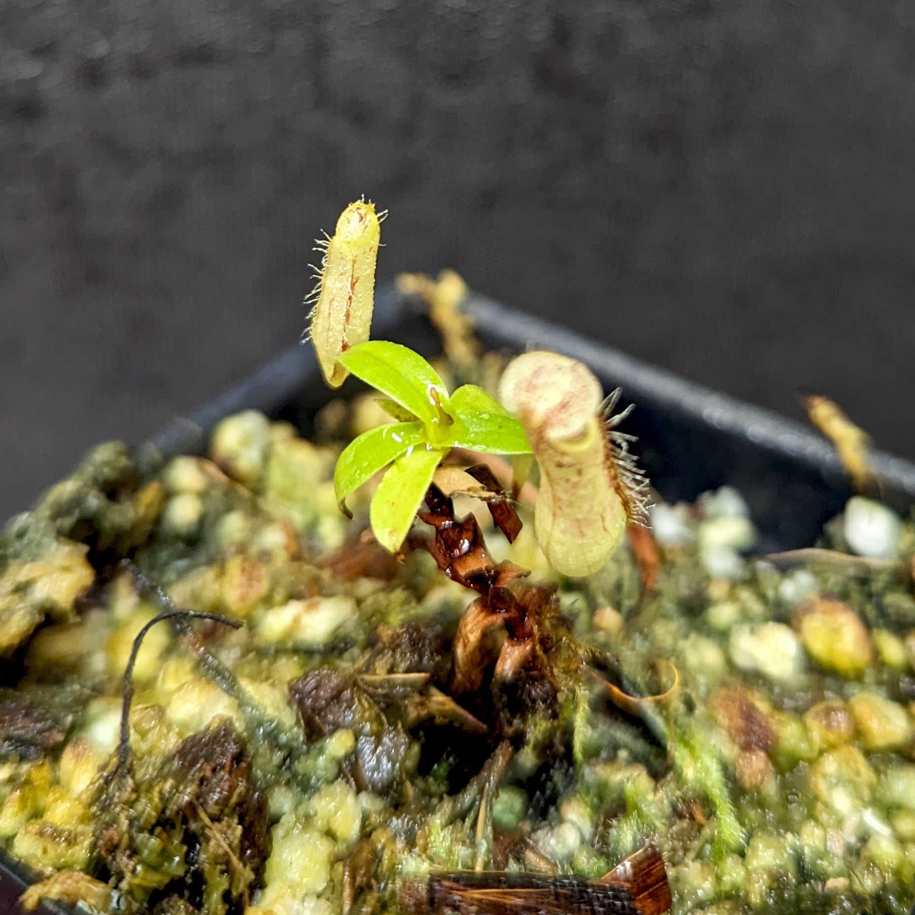 Nepenthes gracilis Giant x Kalimantan – Carnivero