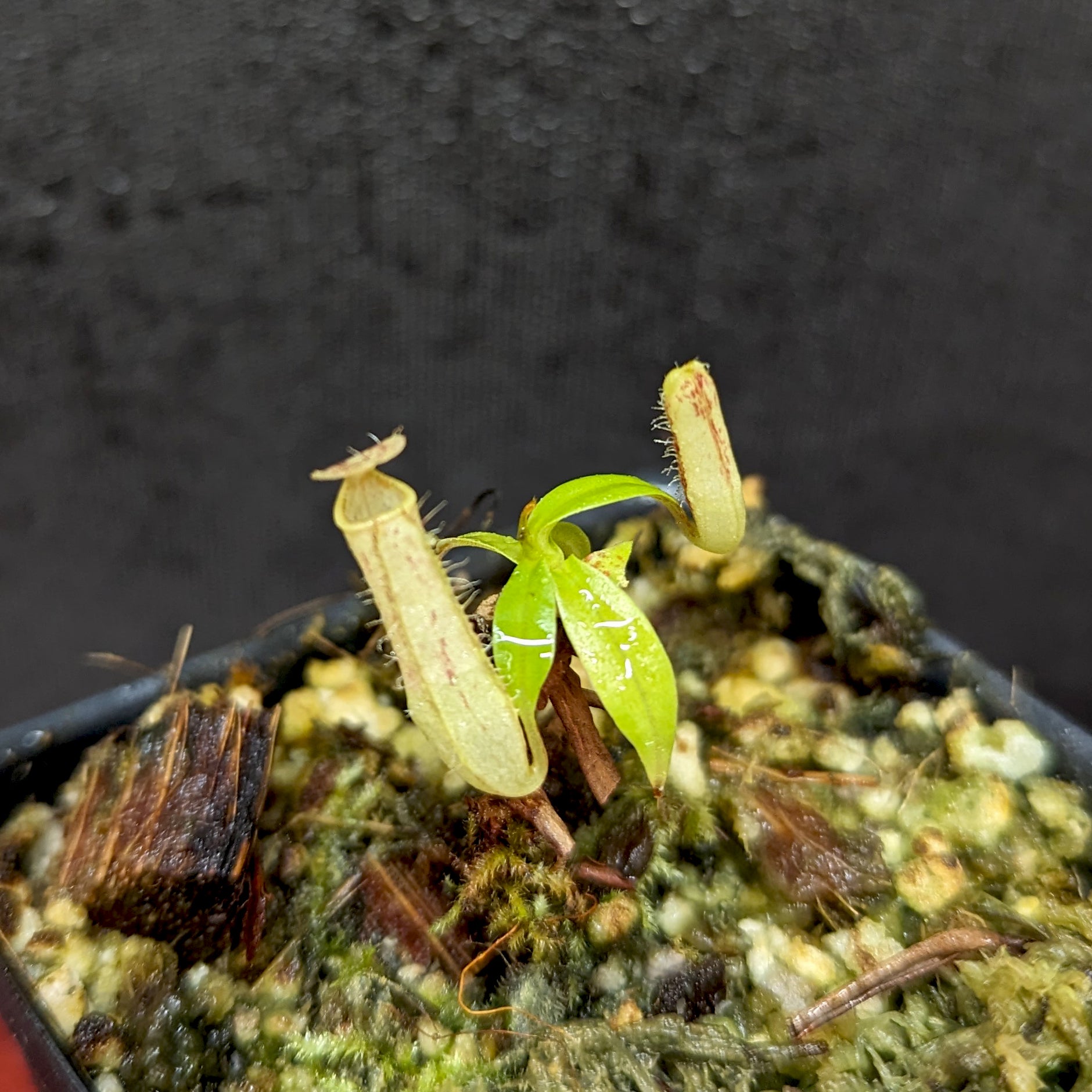 Nepenthes gracilis Giant x Kalimantan – Carnivero