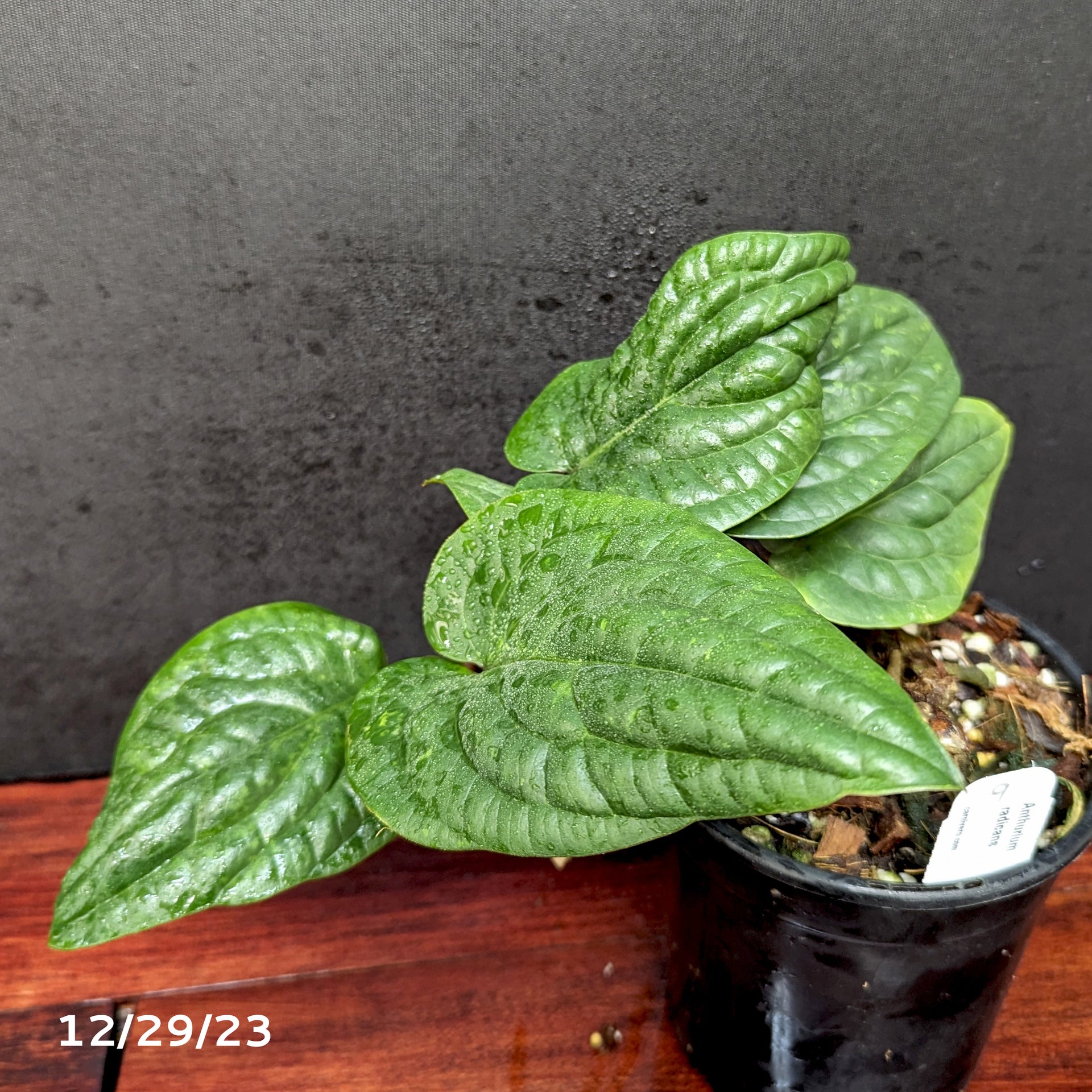 Anthurium radicans