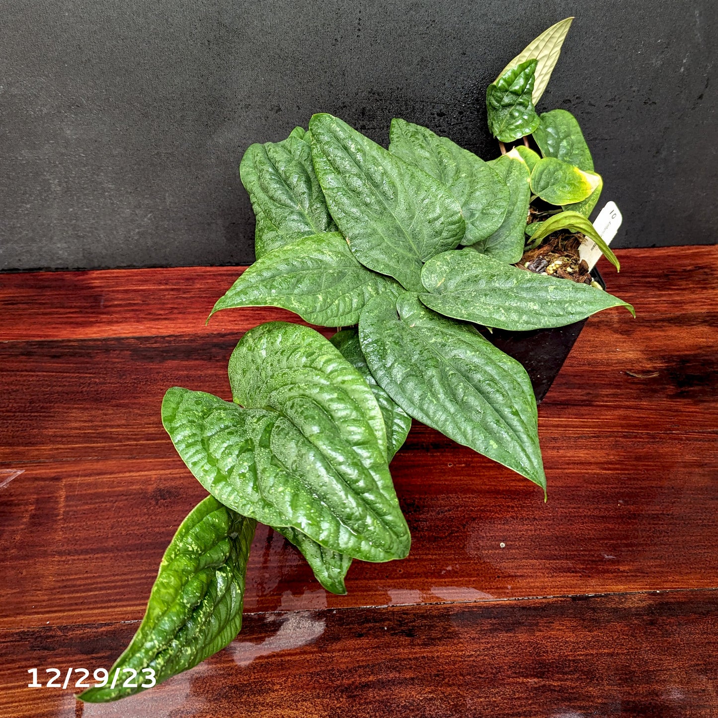 anthurium radicans hybrid Anthurium radicans