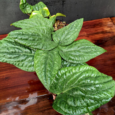 Anthurium radicans plant with large glossy green leaves and pale speckles in a small pot on a wooden surface.