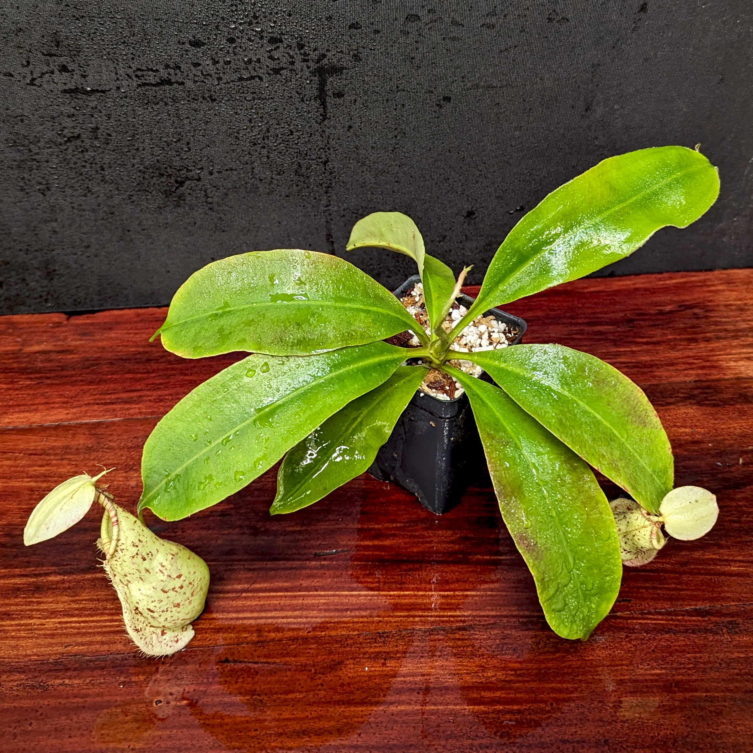 フランスラフ　 国内9月12日発売予定】 ラ・フランス × プーマ MB.04 チーム ライト