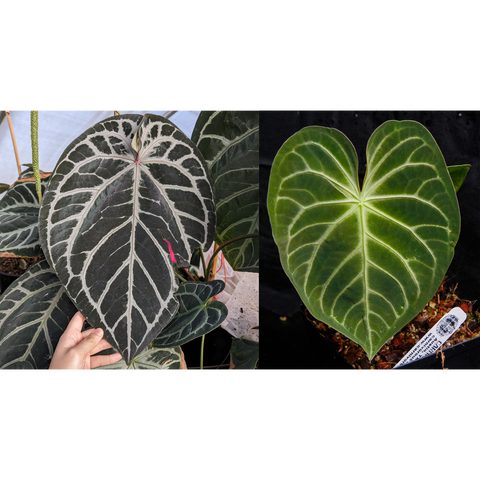 Two anthurium leaves: left dark leaf with bold white veins, right bright green leaf with pale veins.