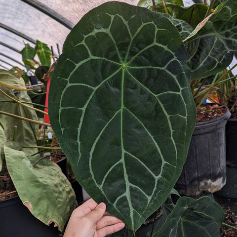 Large dark green anthurium leaf with pale green veins held by a hand.