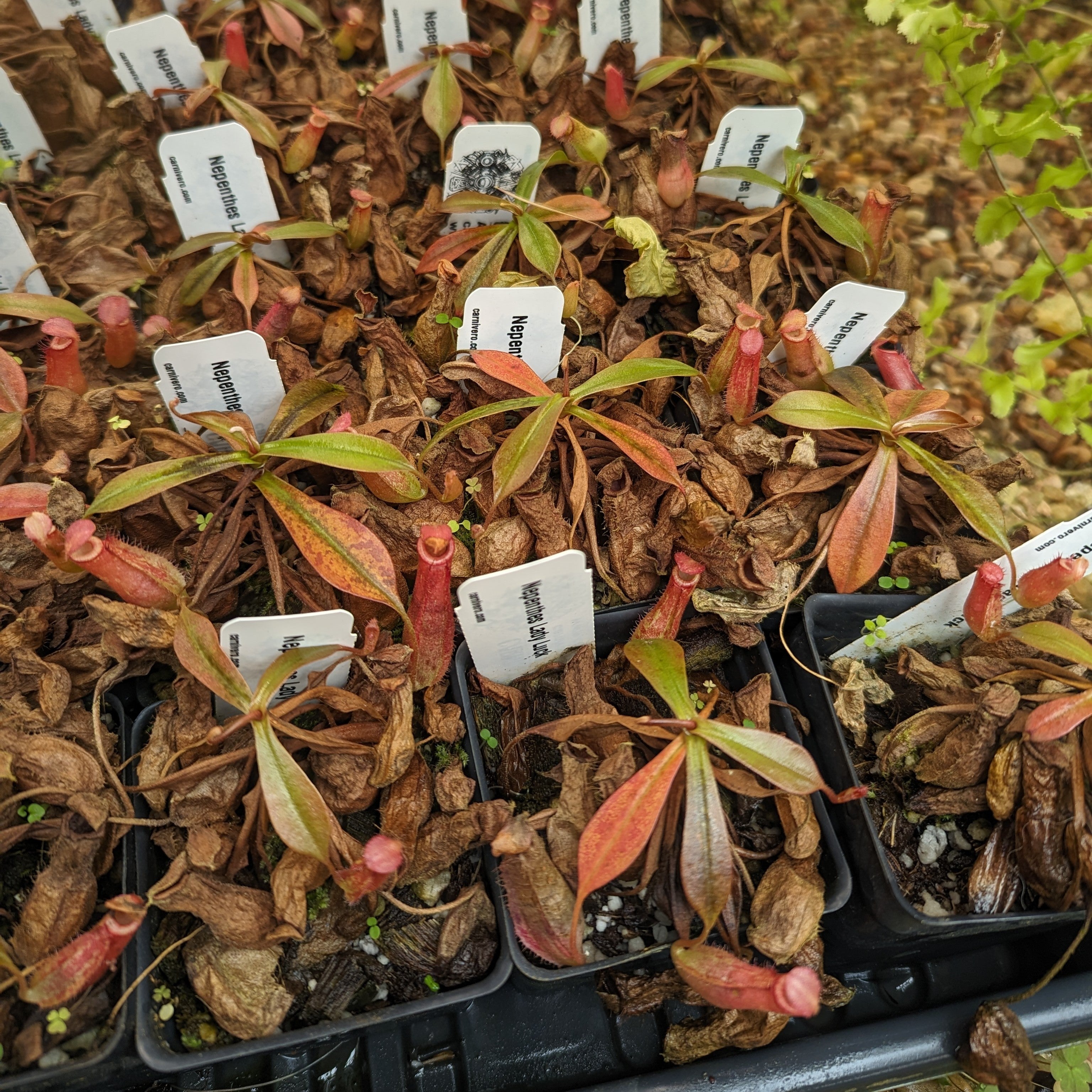 Nepenthes Lady Luck Wholesale – Carnivero