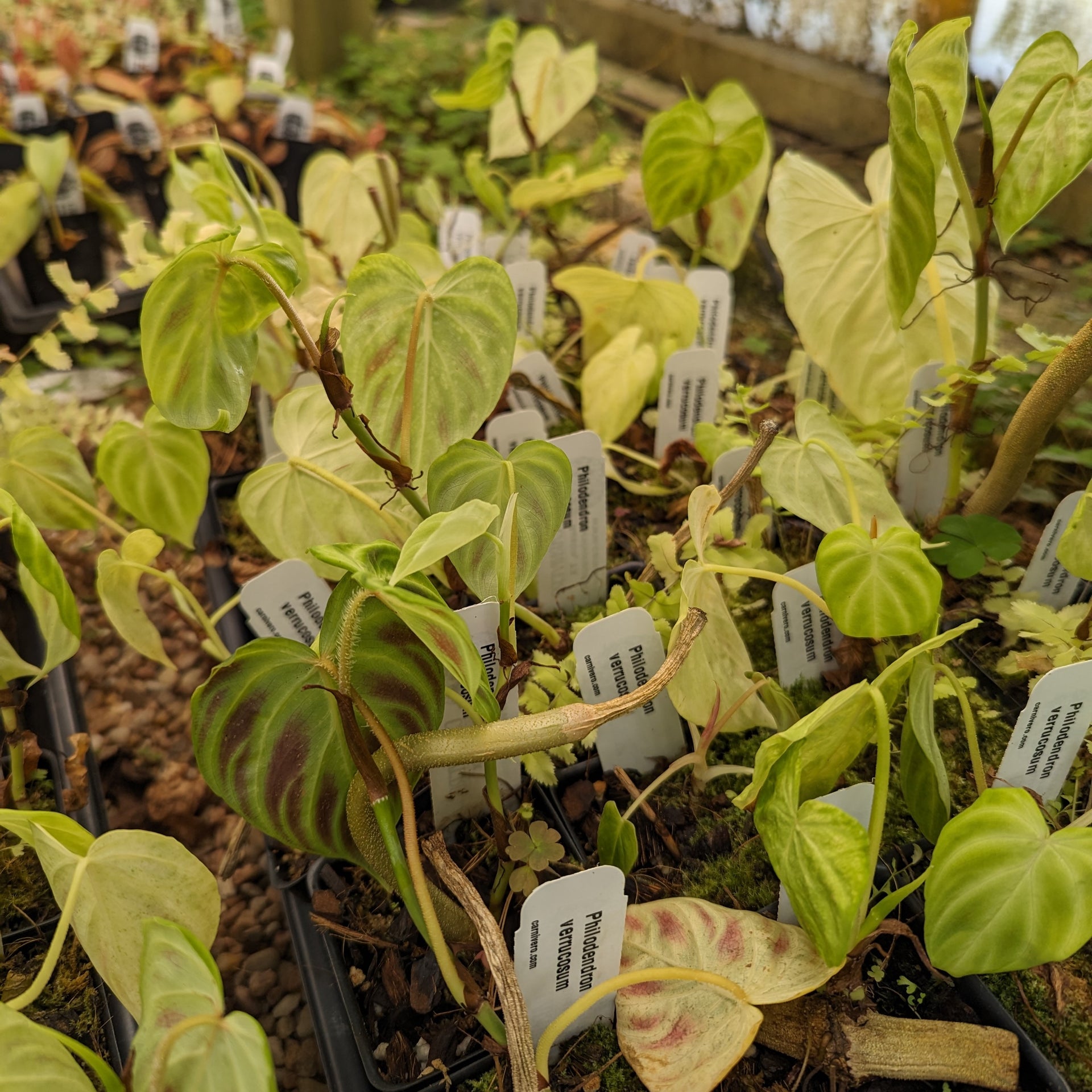 philodendron verrucosum yellow leaves Philodendron verrucosum Wholesale