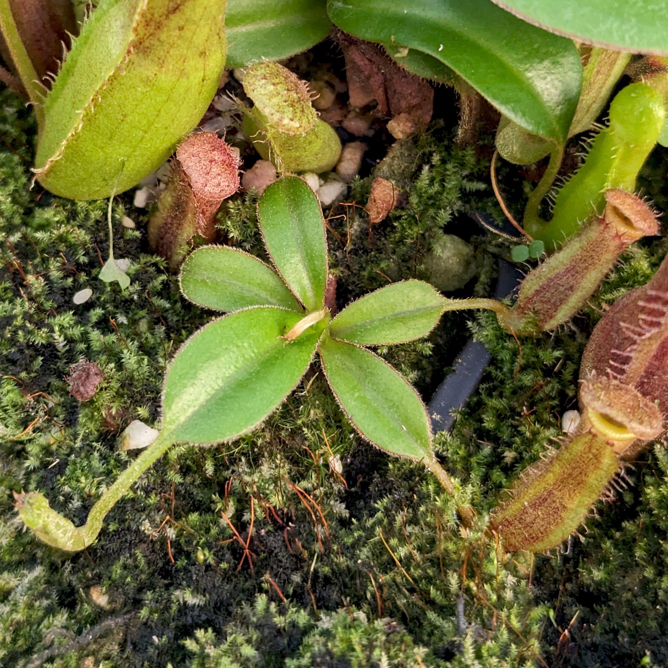 ムランジーナ Nepenthes truncata (d) x (izumae x ramispina), CAR-0394 – Carnivero