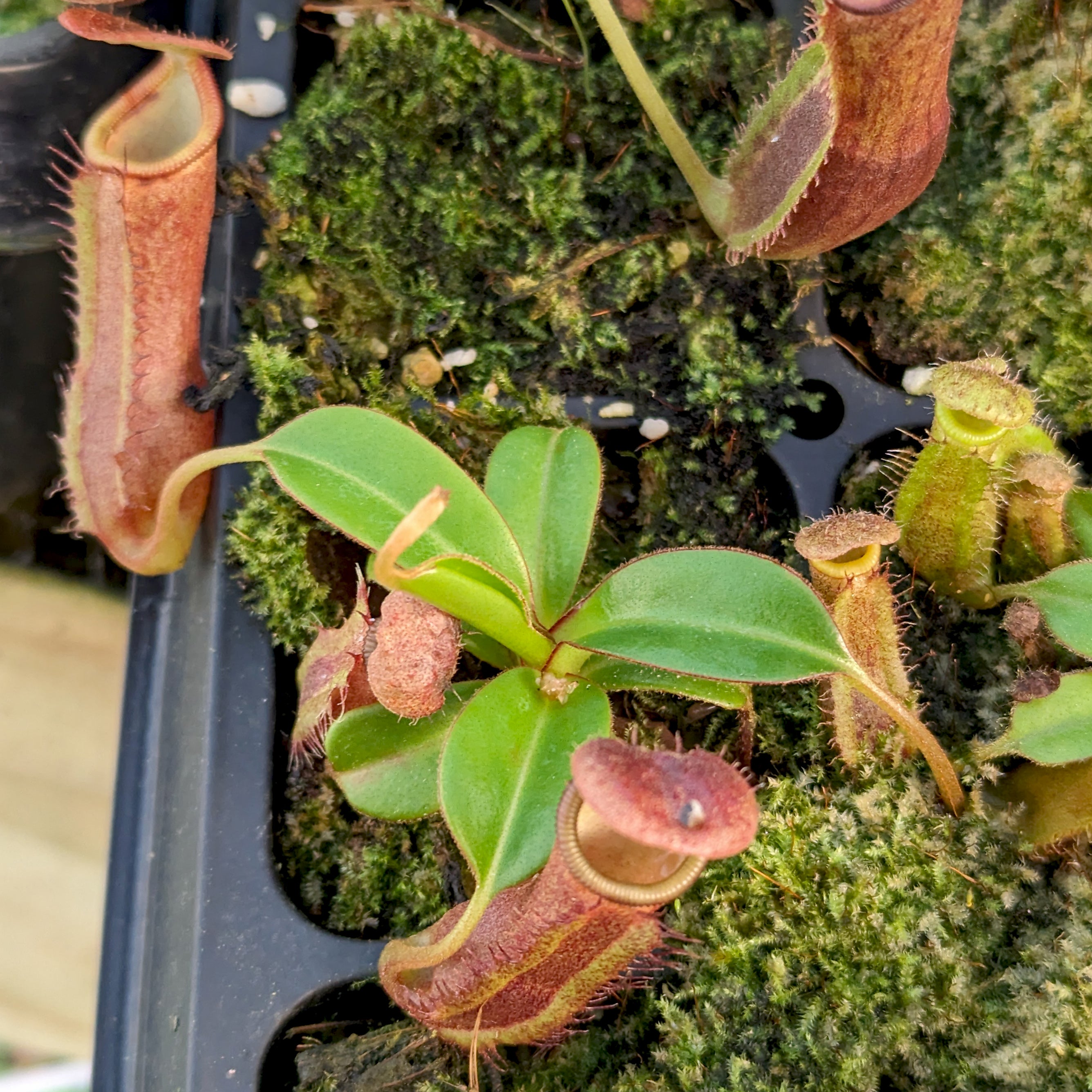 Nepenthes truncata (d) x (izumae x ramispina), CAR-0394 – Carnivero