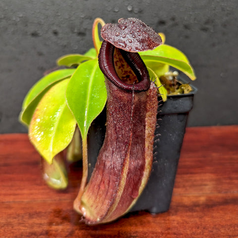 Nepenthes truncata hybrid with a tall burgundy pitcher and curved lid in a small pot