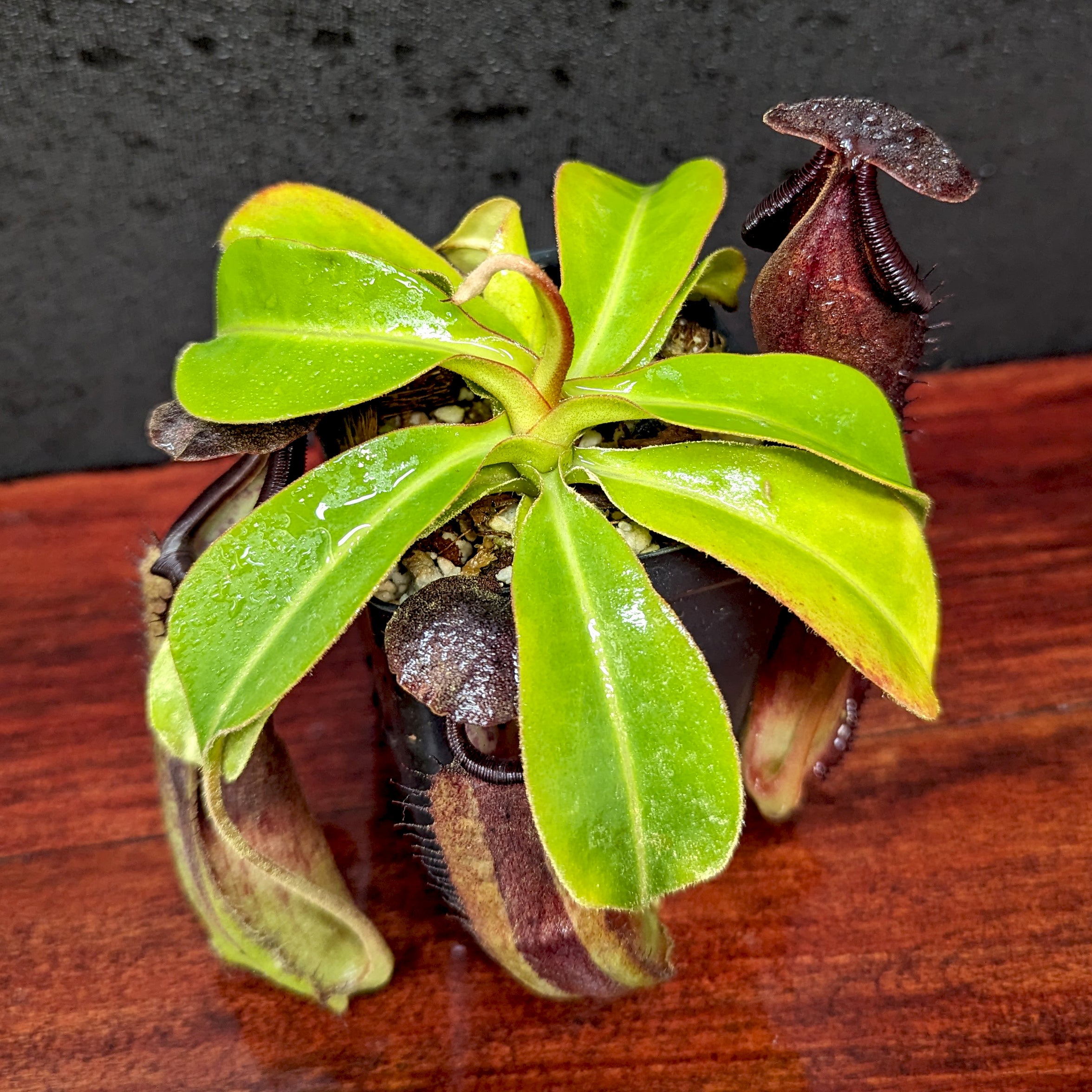 Nepenthes truncata (d) x (izumae x ramispina), CAR-0394 – Carnivero