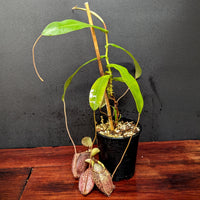Nepenthes spectabilis (Giant) x undulatifolia, pitcher plant, carnivorous plant, collectors plant, large pitchers, rare plants