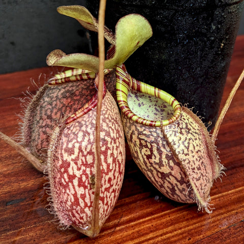 Side view of Nepenthes spectabilis Giant x undulatifolia pitcher plant with a green elongated pitcher showing maroon speckling against a black pot