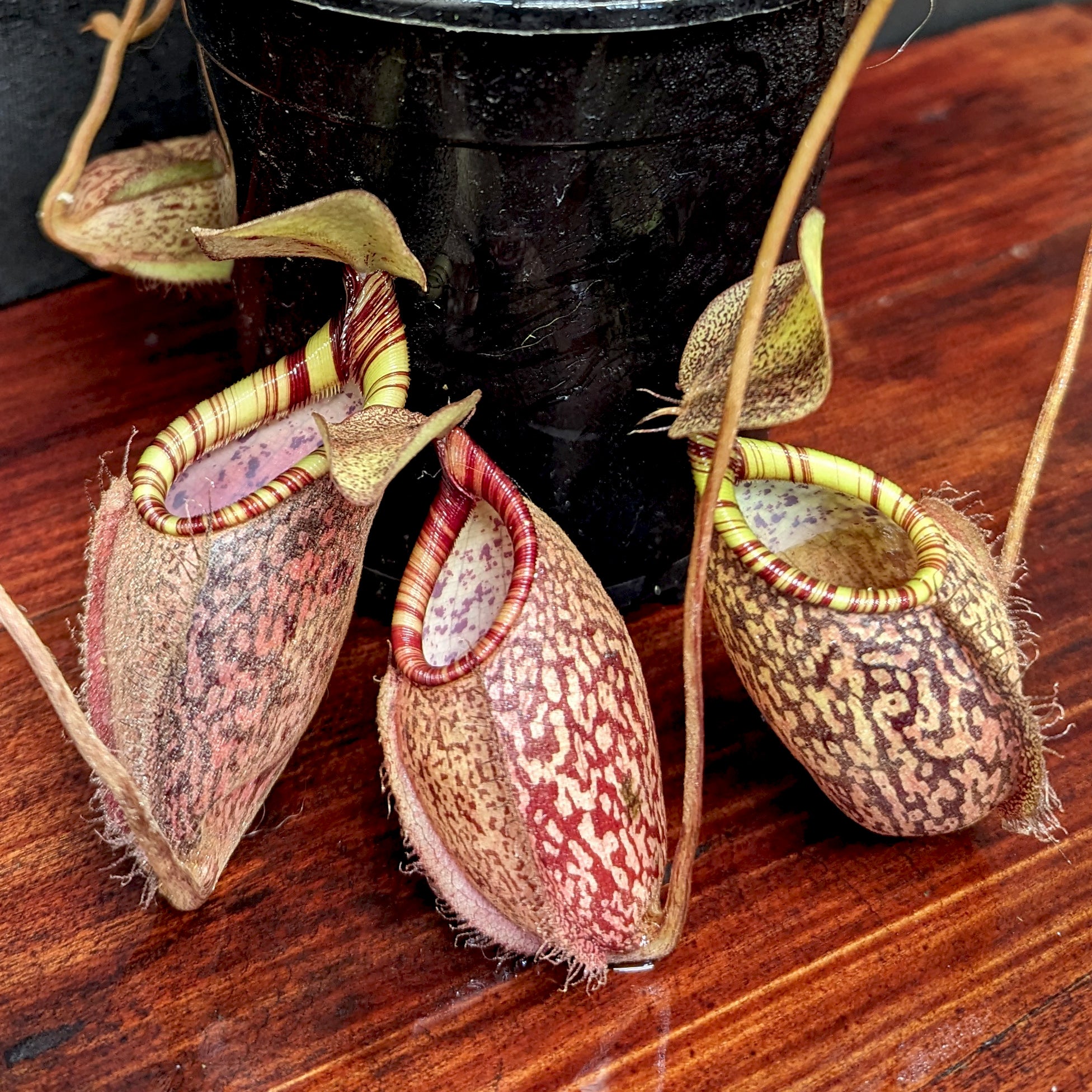 Nepenthes spectabilis (Giant) x undulatifolia – Carnivero