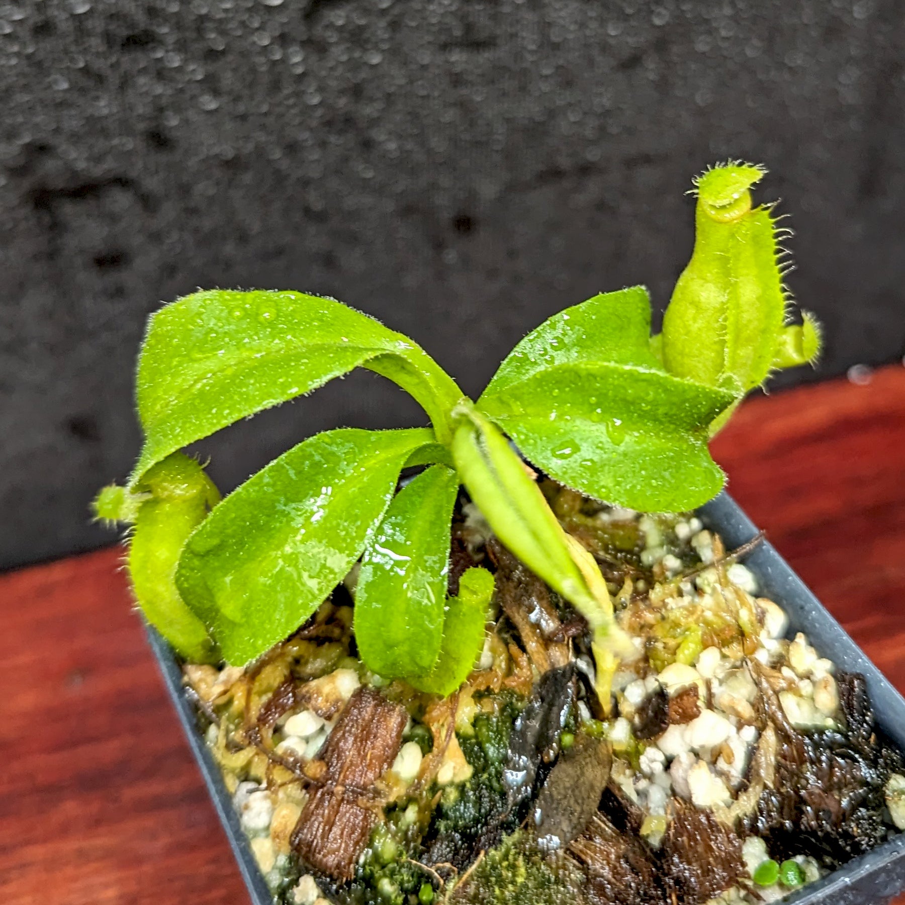 Nepenthes truncata (d) x talangensis, CAR-0371 – Carnivero