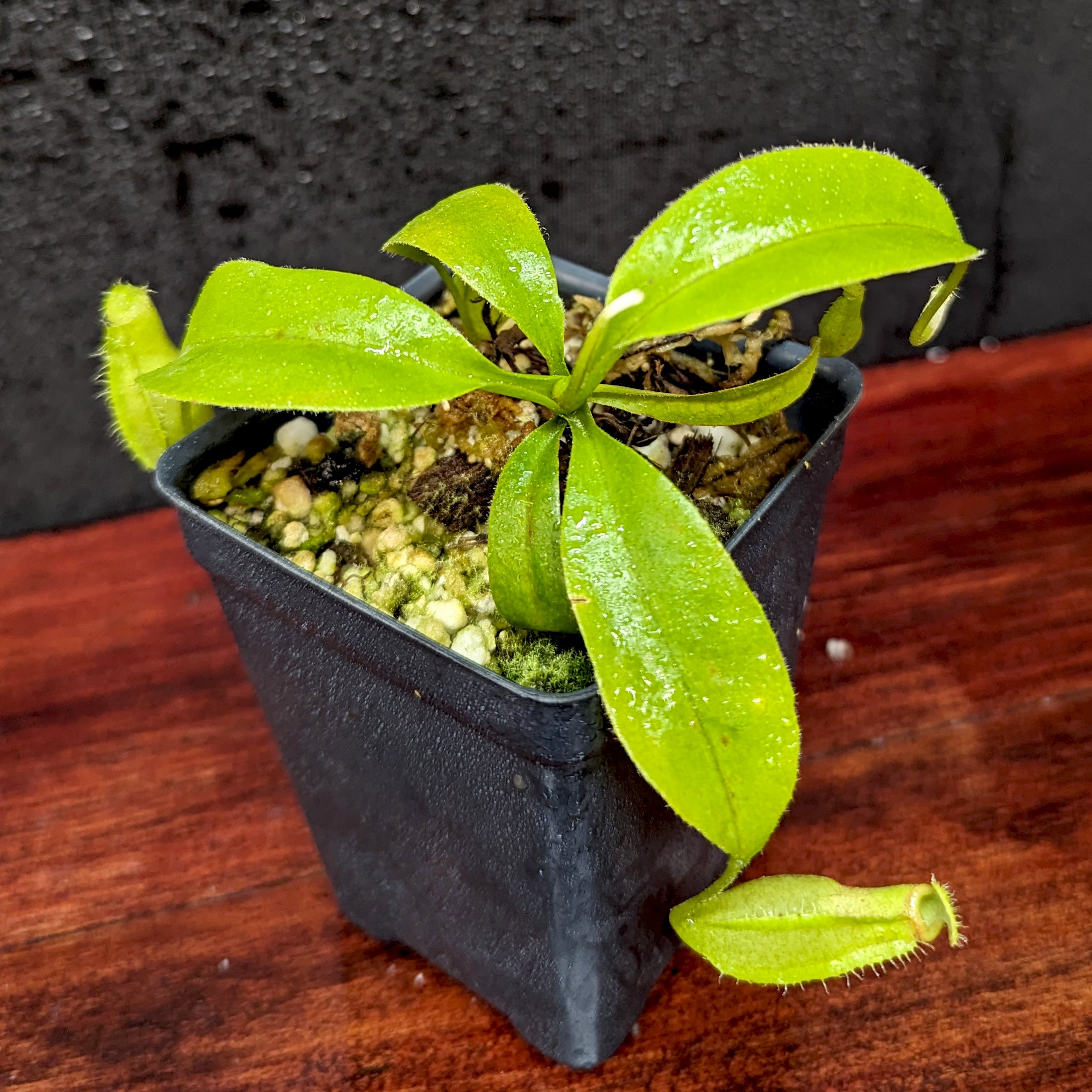 Nepenthes truncata (d) x talangensis, CAR-0371 – Carnivero