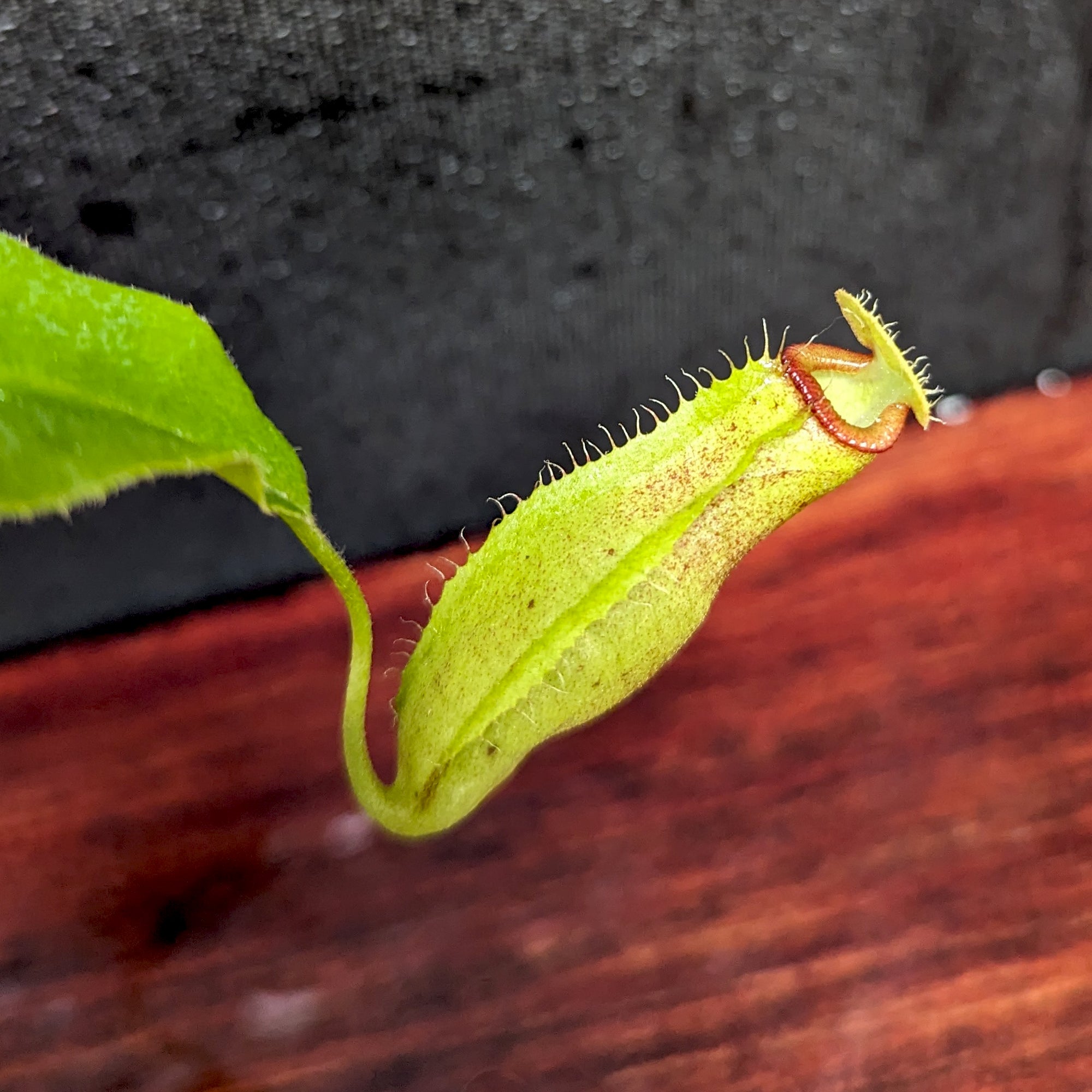 Nepenthes truncata (d) x talangensis, CAR-0371 – Carnivero