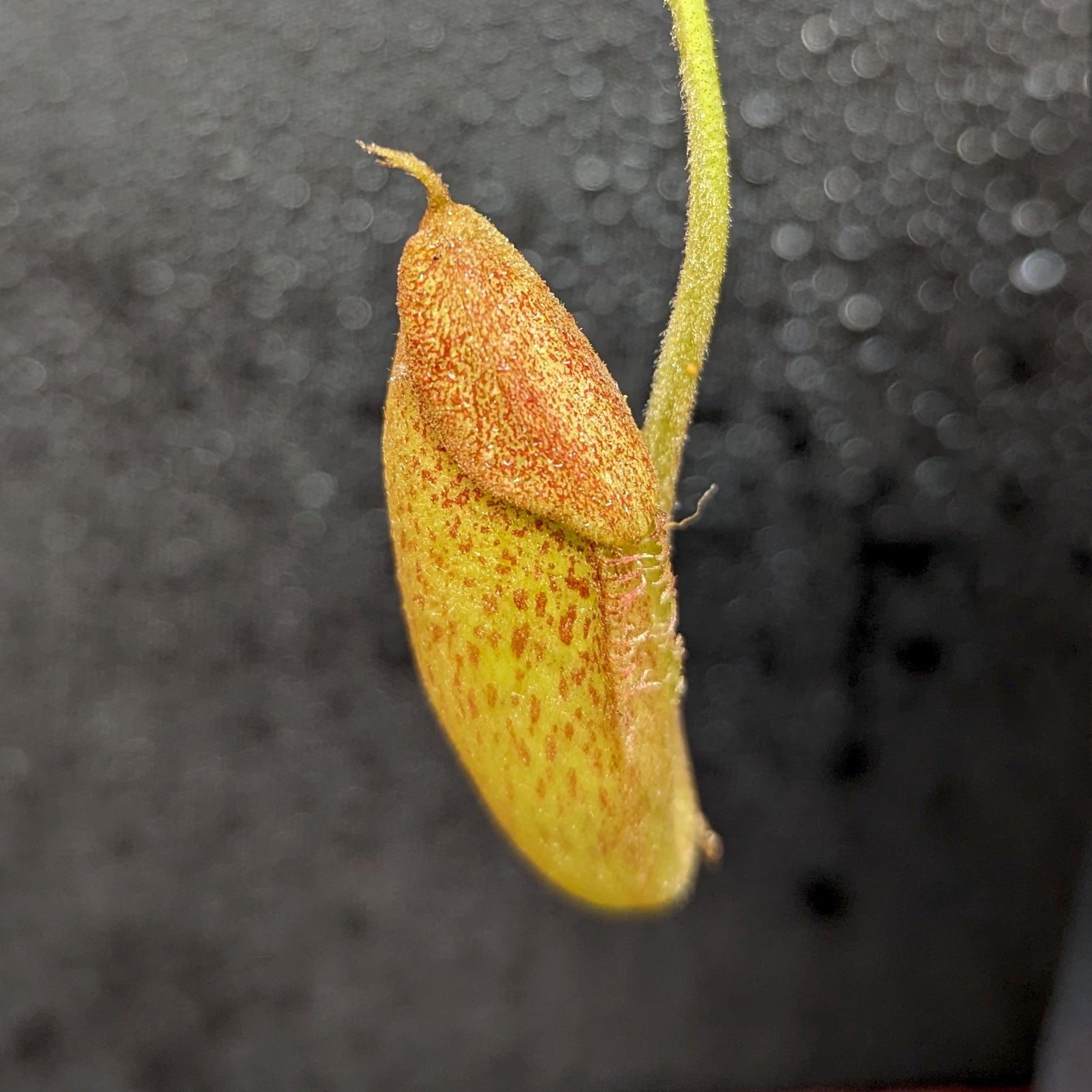 Nepenthes truncata (d) x talangensis, CAR-0371 – Carnivero