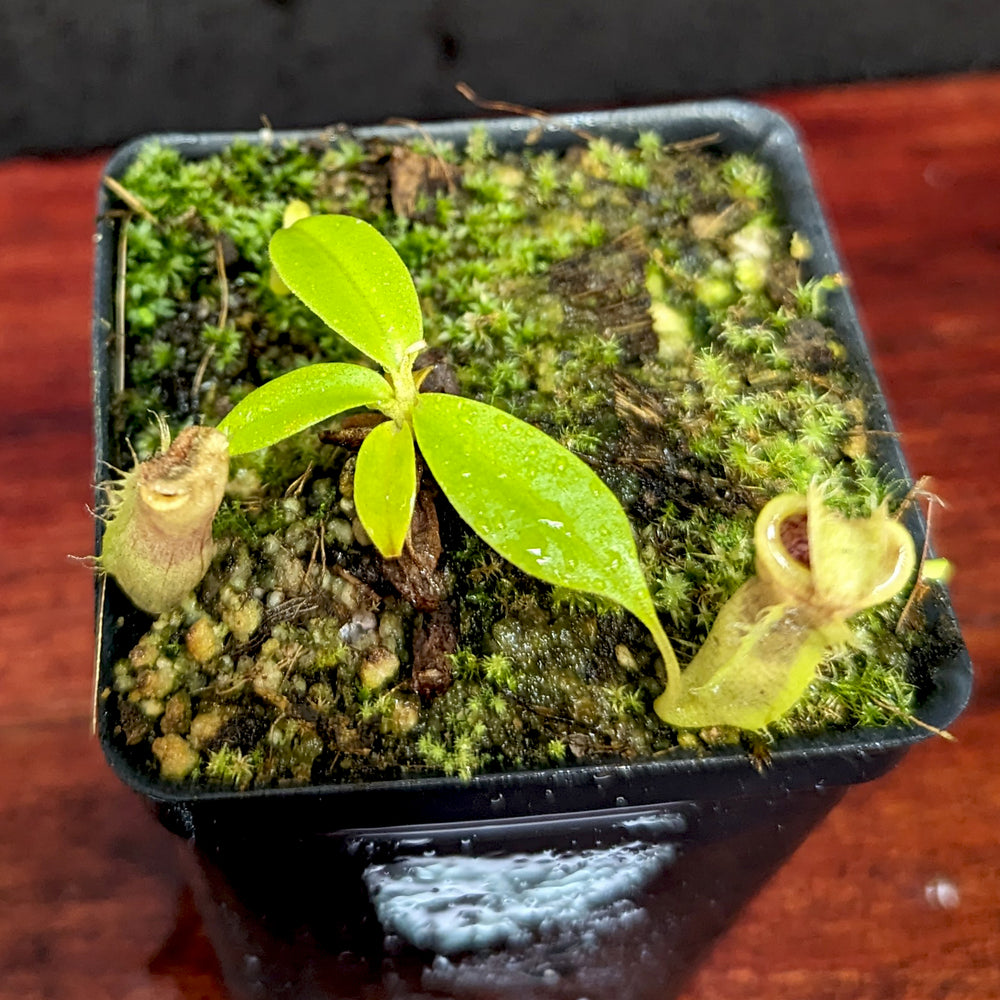 
                      
                        Nepenthes (spathulata x jacquelineae) x campanulata, CAR-0391
                      
                    