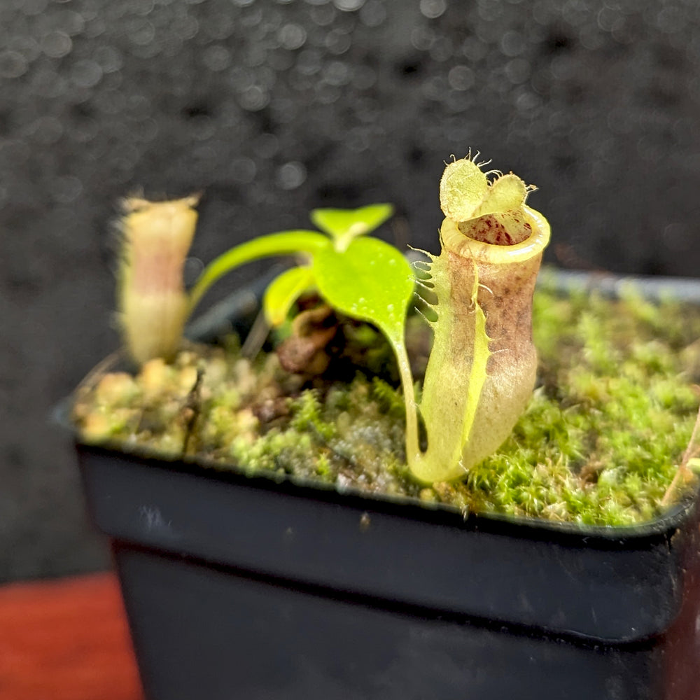 
                      
                        Nepenthes (spathulata x jacquelineae) x campanulata, CAR-0391
                      
                    