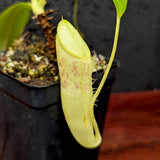 Nepenthes (spathulata x jacquelineae) x campanulata, CAR-0391
