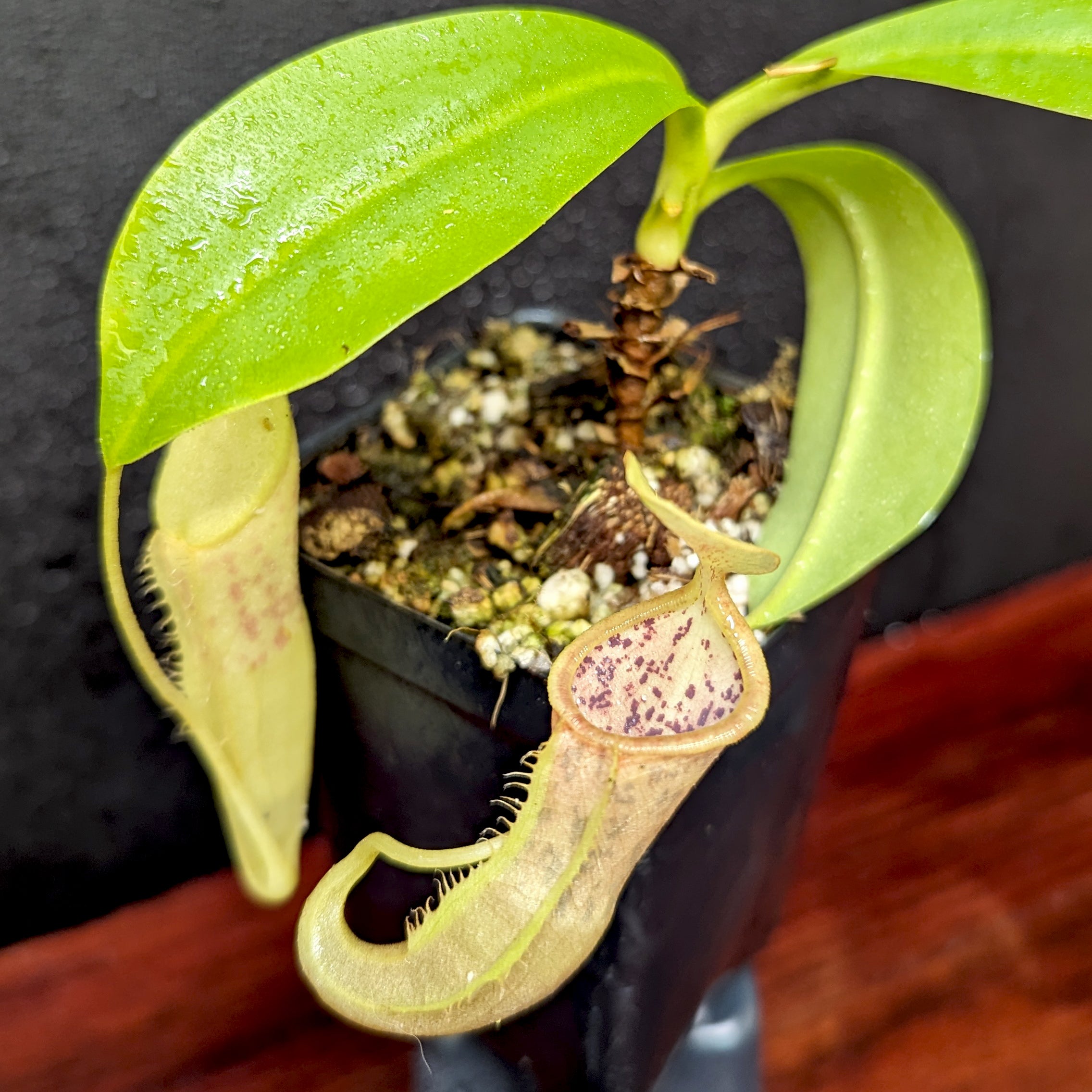 Nepenthes (spathulata x jacquelineae) x campanulata, CAR-0391