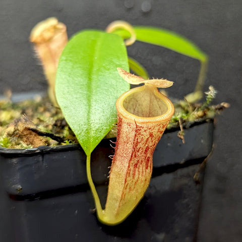 Close-up of a Nepenthes spathulata jacquelineae campanulata hybrid pitcher with pink red marbling and a pale interior.