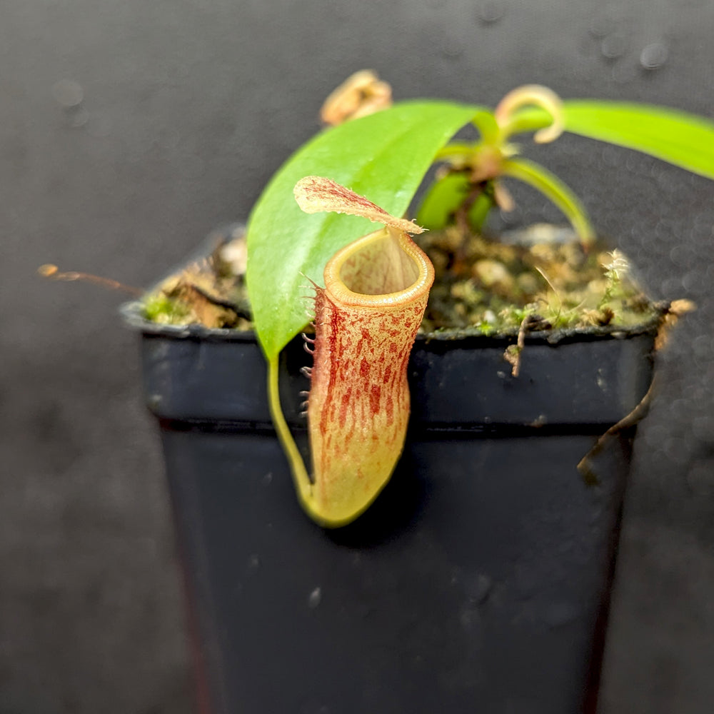 
                      
                        Nepenthes (spathulata x jacquelineae) x campanulata, CAR-0391
                      
                    