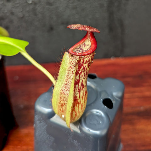 Close up of a red speckled Nepenthes pitcher with a bright red rim and hooded lid in a mossy pot