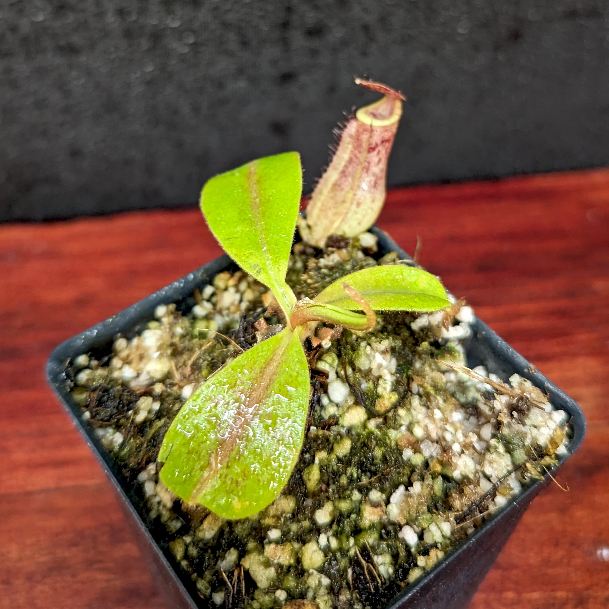 Nepenthes boschiana x [(Rokko x boschiana) x veitchii] squat, CAR