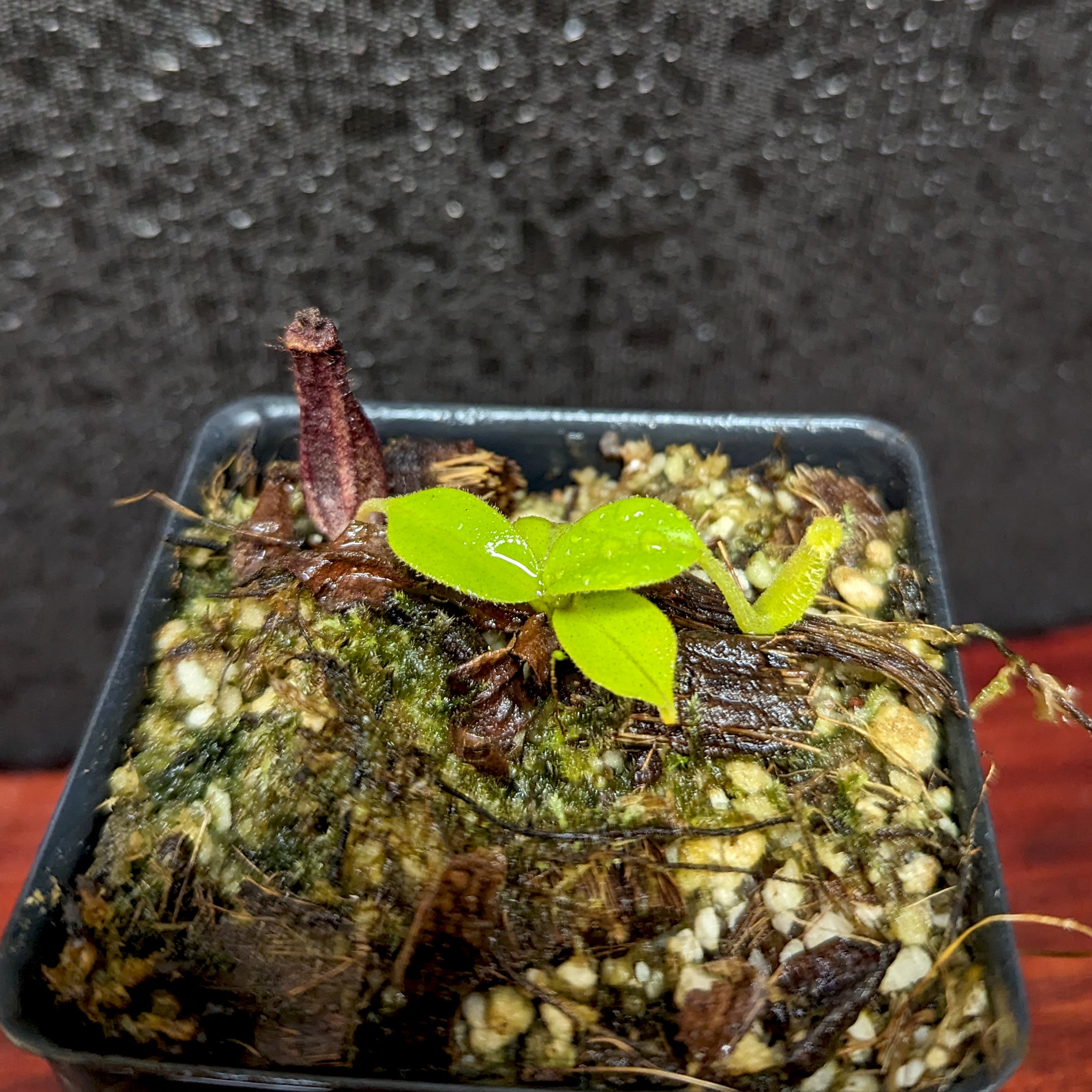 Nepenthes boschiana x [(Rokko x boschiana) x veitchii] squat, CAR
