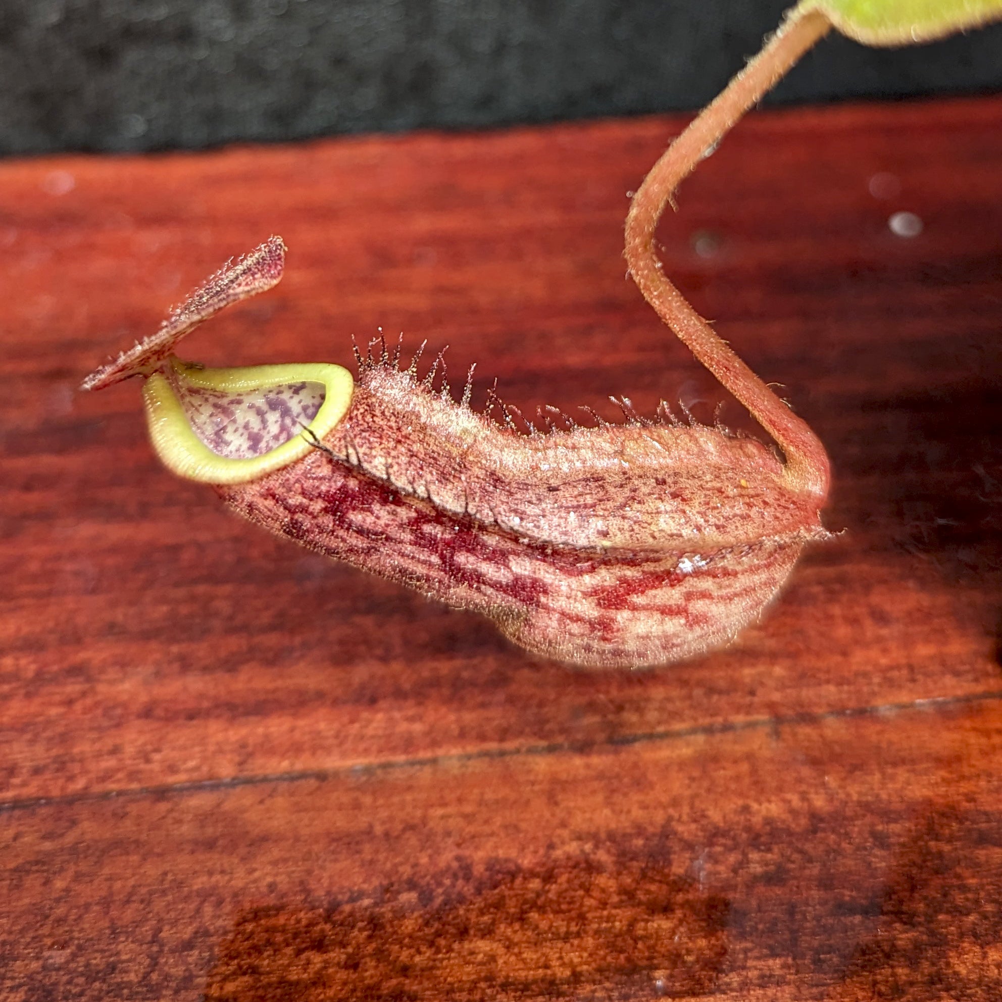 Nepenthes boschiana x [(Rokko x boschiana) x veitchii] squat, CAR