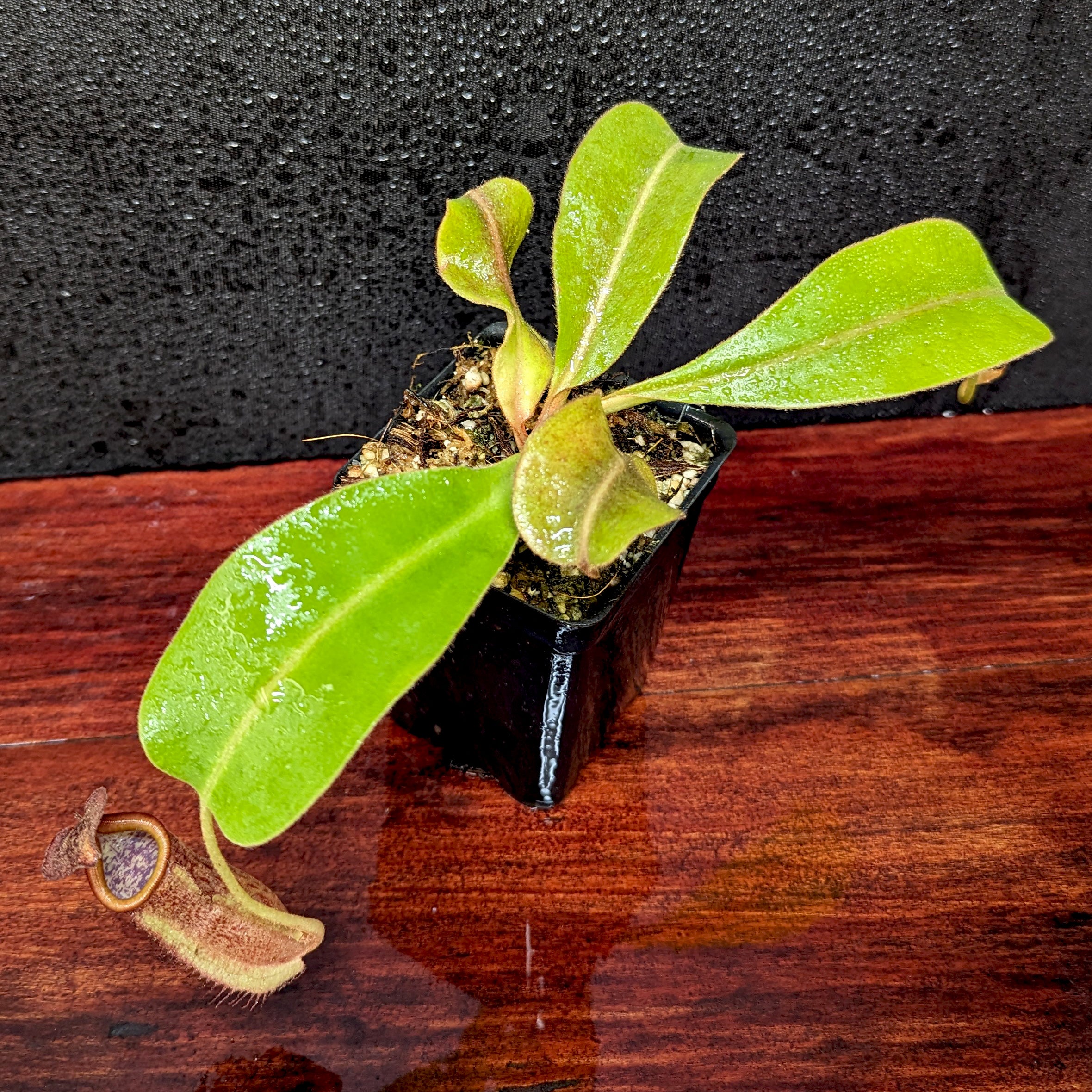 Nepenthes boschiana x [(Rokko x boschiana) x veitchii] squat, CAR