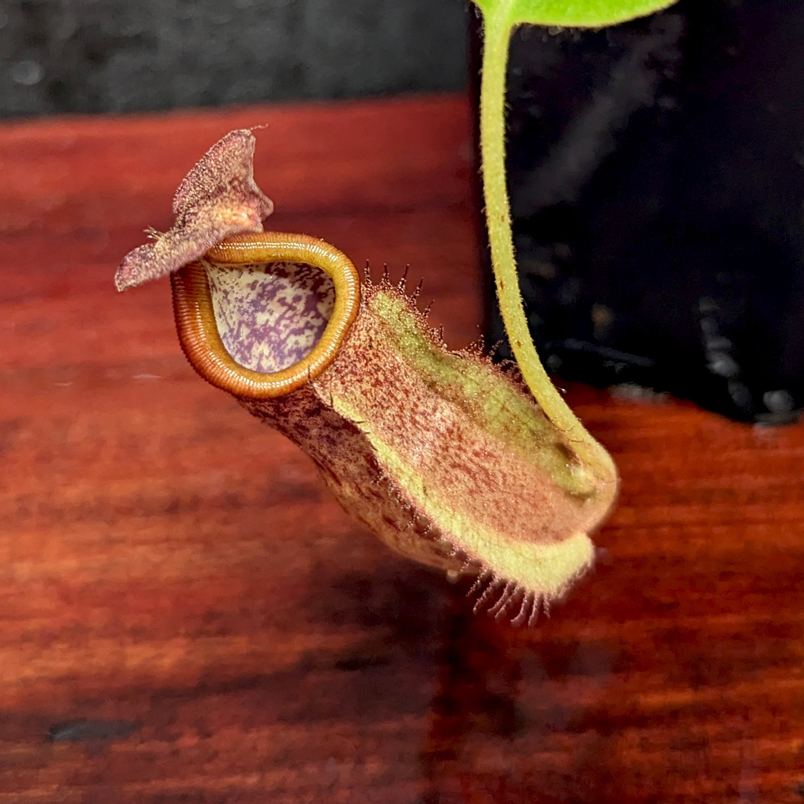 Nepenthes boschiana x [(Rokko x boschiana) x veitchii] squat, CAR