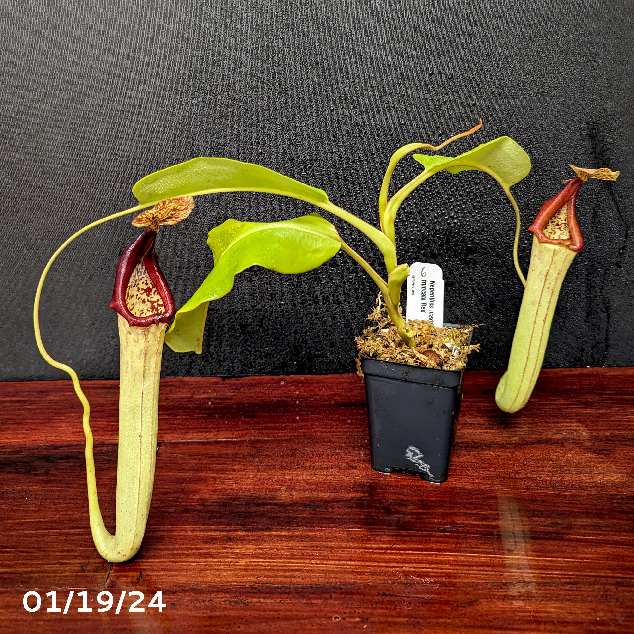 Nepenthes maxima (M) x truncata Red - Exact Plant 01/19/24 – Carnivero