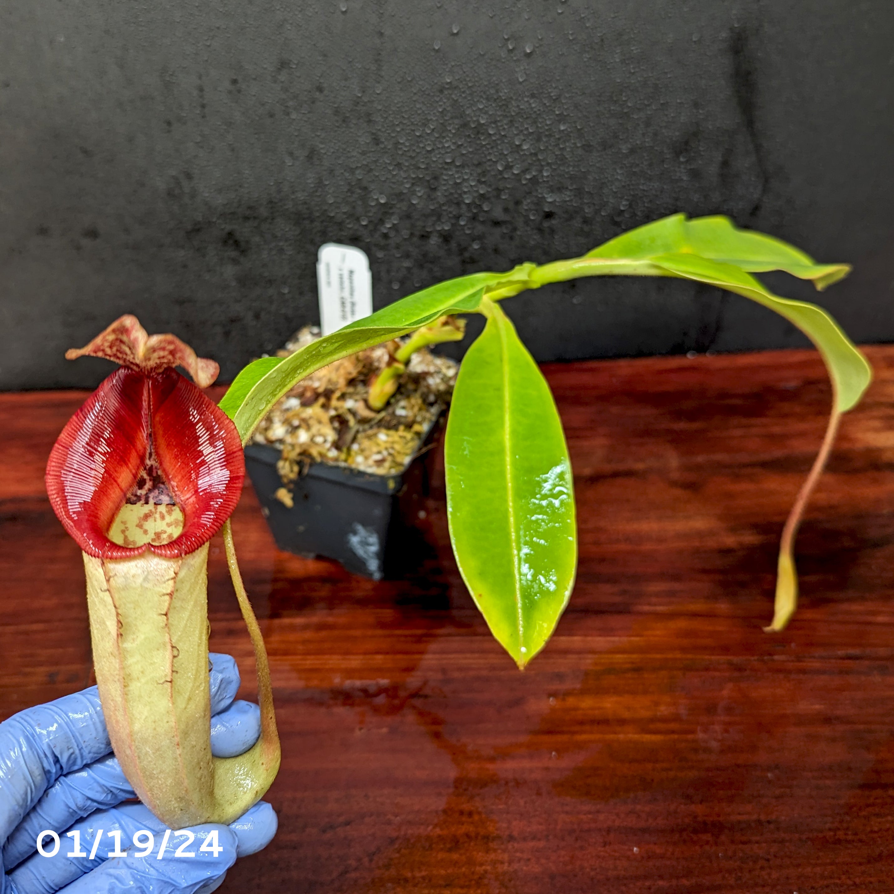 Nepenthes (Rokko x boschiana) x veitchii, CAR-0122 – Carnivero