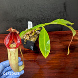 Nepenthes (Rokko x boschiana) x veitchii, CAR-0122 - Exact Plant 01/19/24