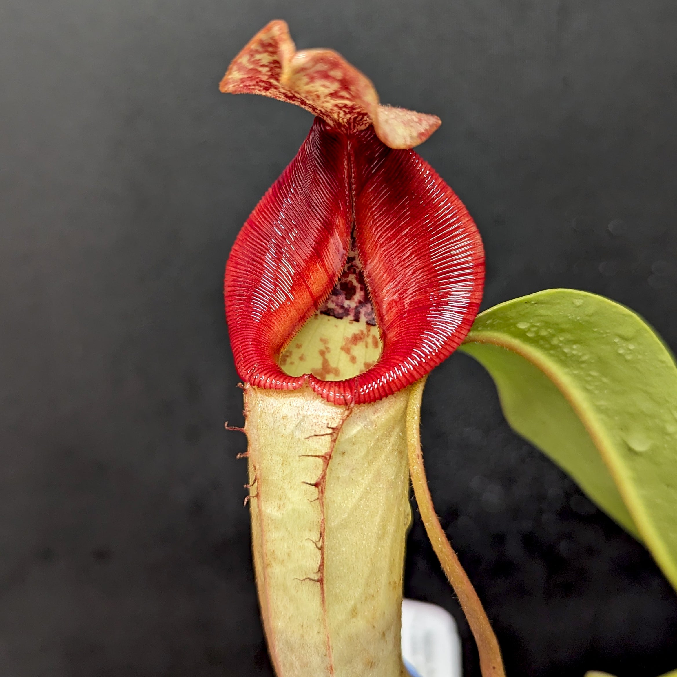 Nepenthes (Rokko x boschiana) x veitchii, CAR-0122 – Carnivero