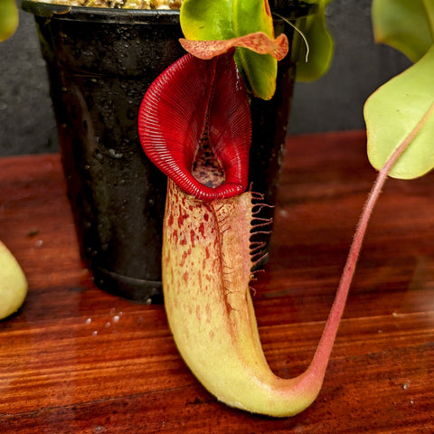 Nepenthes Rokko x boschiana x veitchii pitcher plant with red peristome and speckled pale pitcher in a black pot
