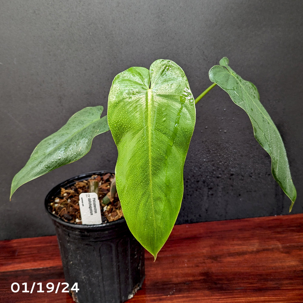 
                      
                        Philodendron dolichogynium (formerly sp macas) - Exact Plant 01/19/24
                      
                    