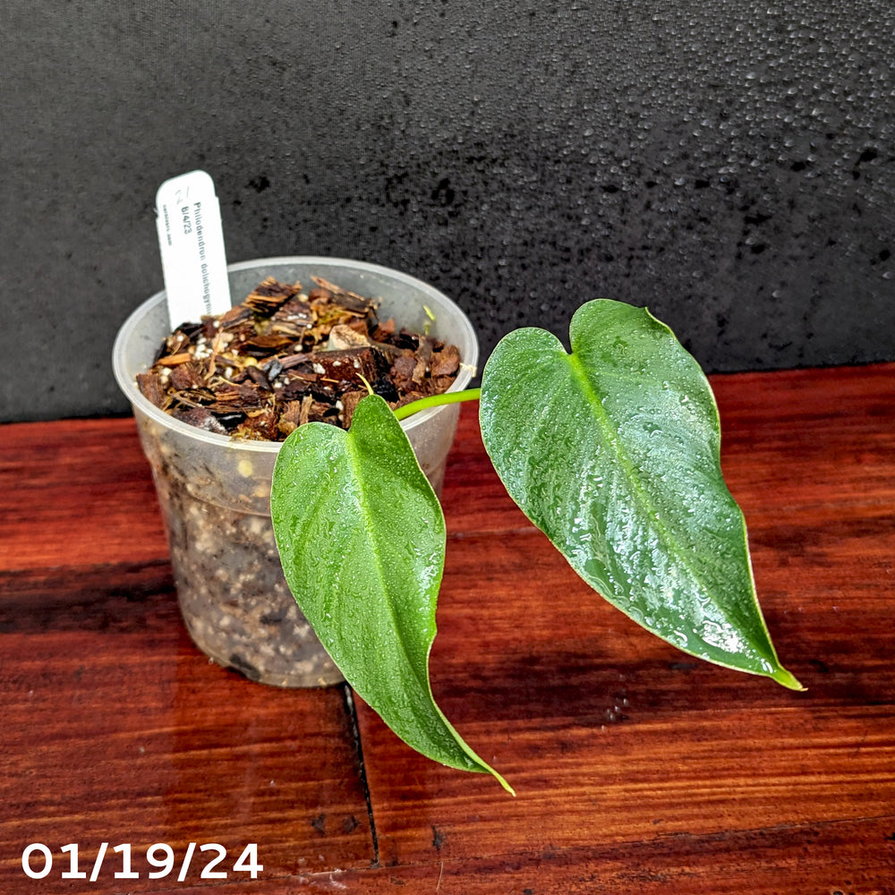 
                      
                        Philodendron dolichogynium (formerly sp macas) - Exact Plant 01/19/24
                      
                    