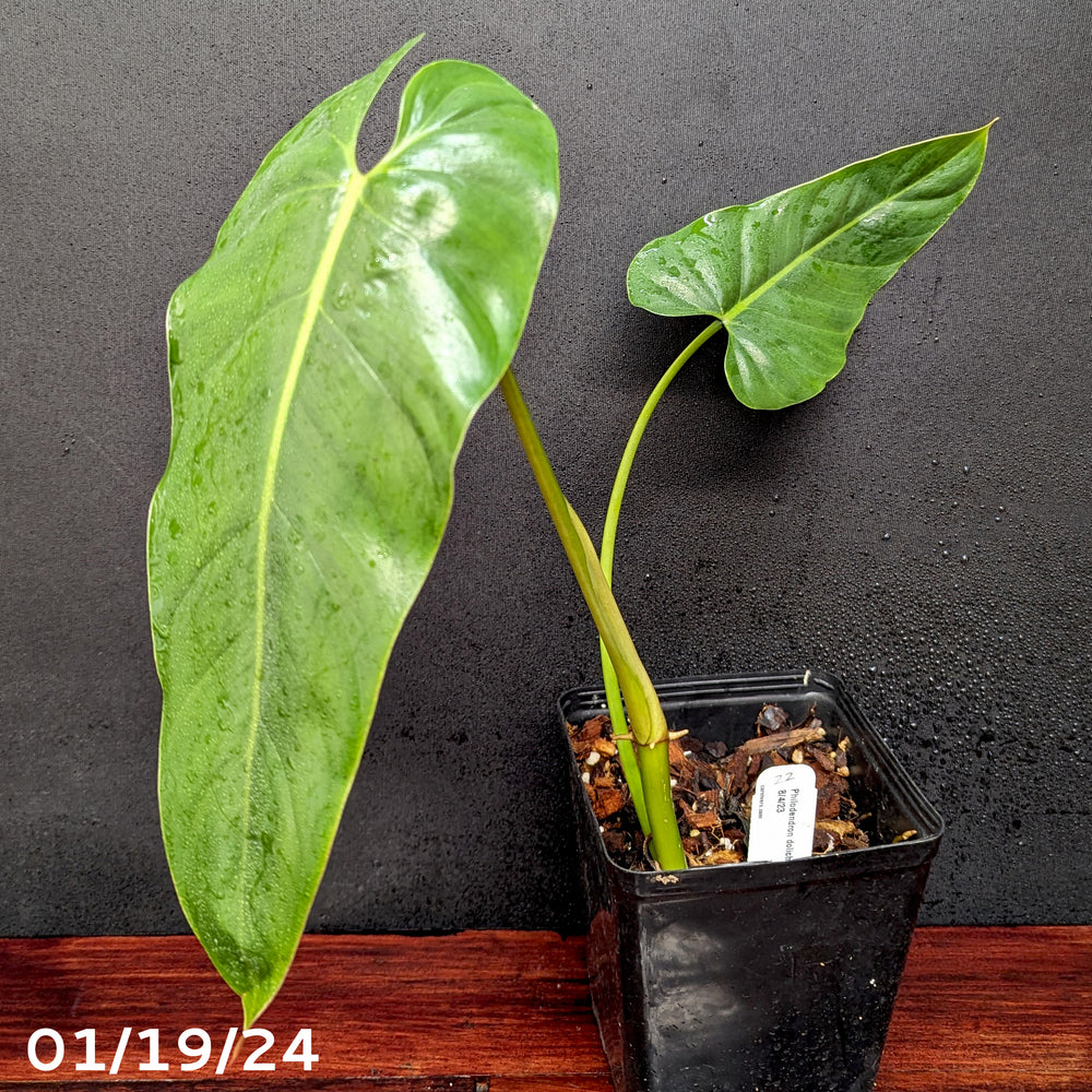 
                      
                        Philodendron dolichogynium (formerly sp macas) - Exact Plant 01/19/24
                      
                    