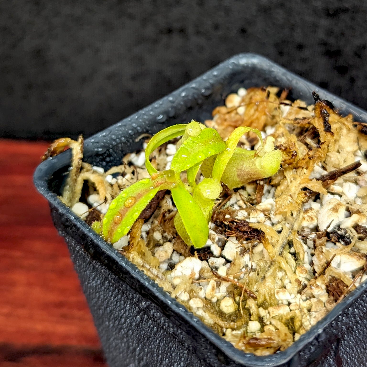 Nepenthes talangensis x veitchii 